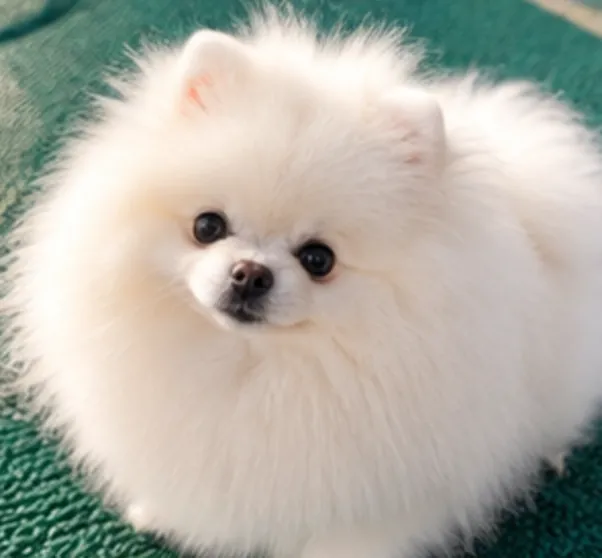 Cachorra Pomerania blanca reservada
