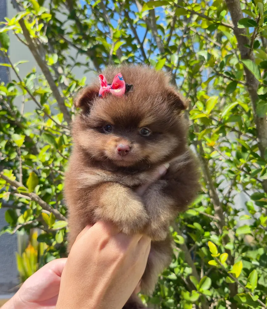 Cachorro Pomerania chocolate disponible