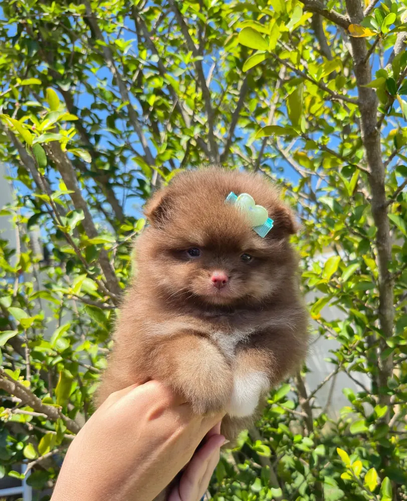 Cachorro Pomerania chocolate disponible