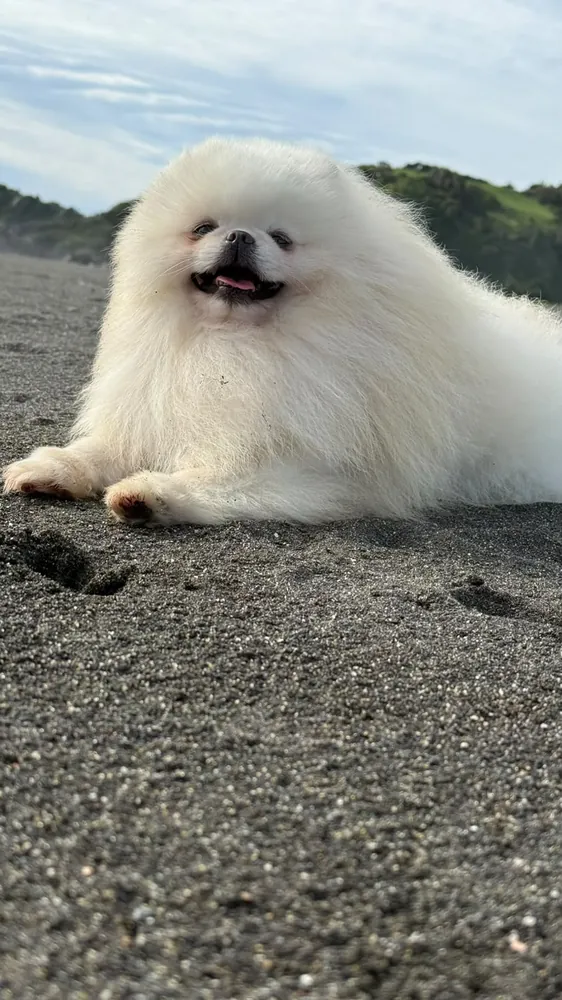 Pomerania blanca adulta, madre de las camadas del criadero