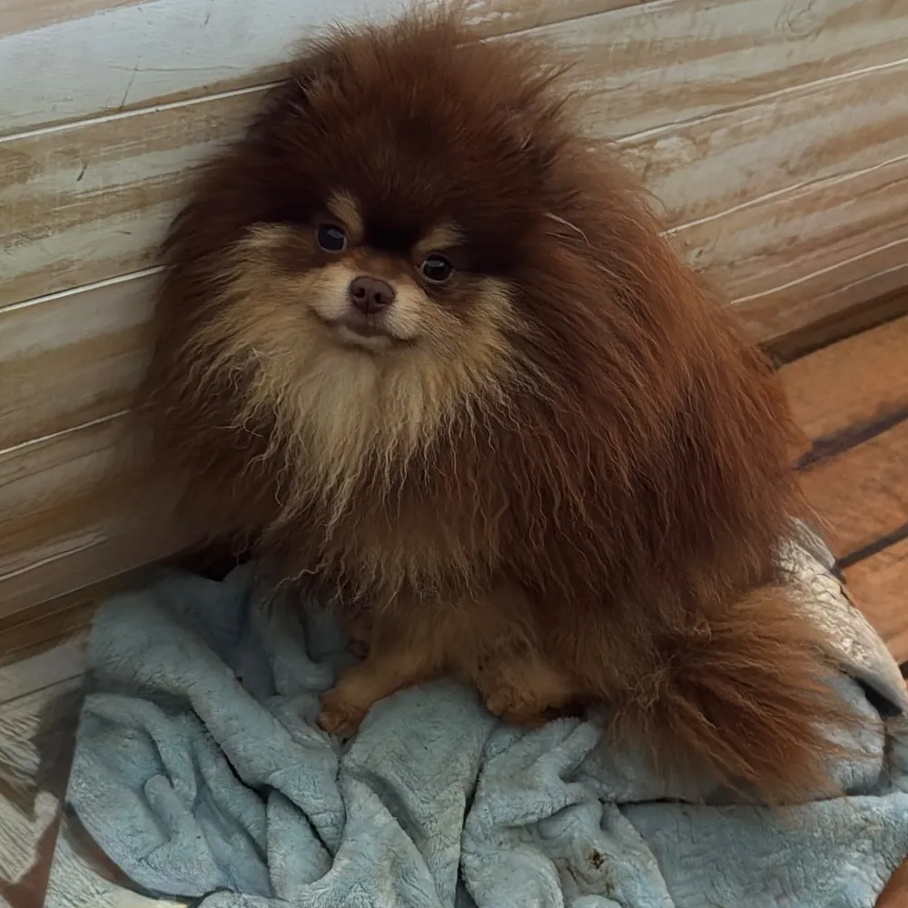 Padre Pomerania chocolate del criadero